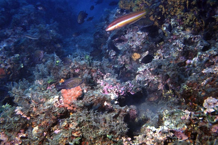 22 pifferaio.jpg - Questo tipo di fondale è il classico esempio di coralligeno.